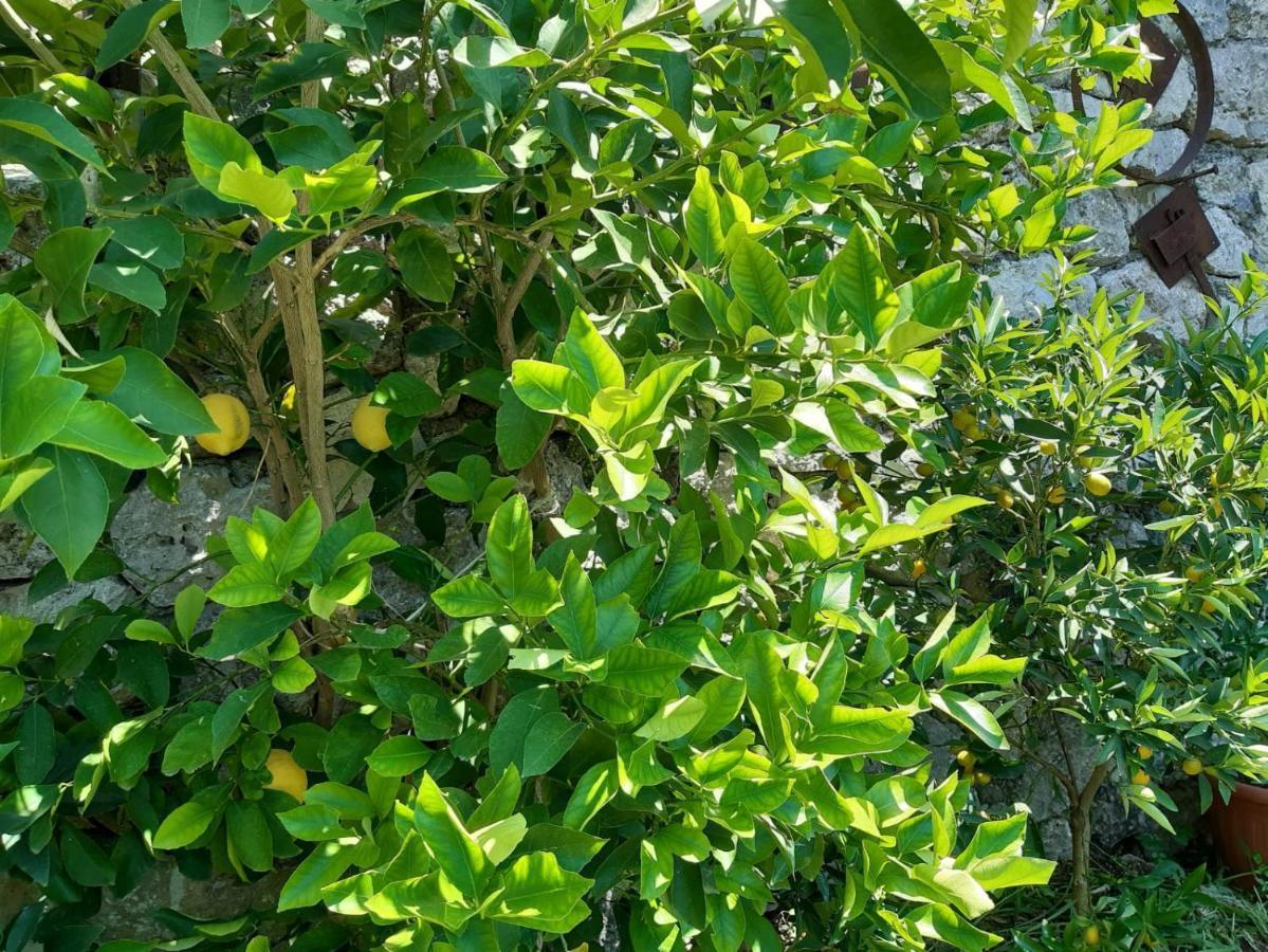 Alloggio per agriturismo Orrido Di Pino *