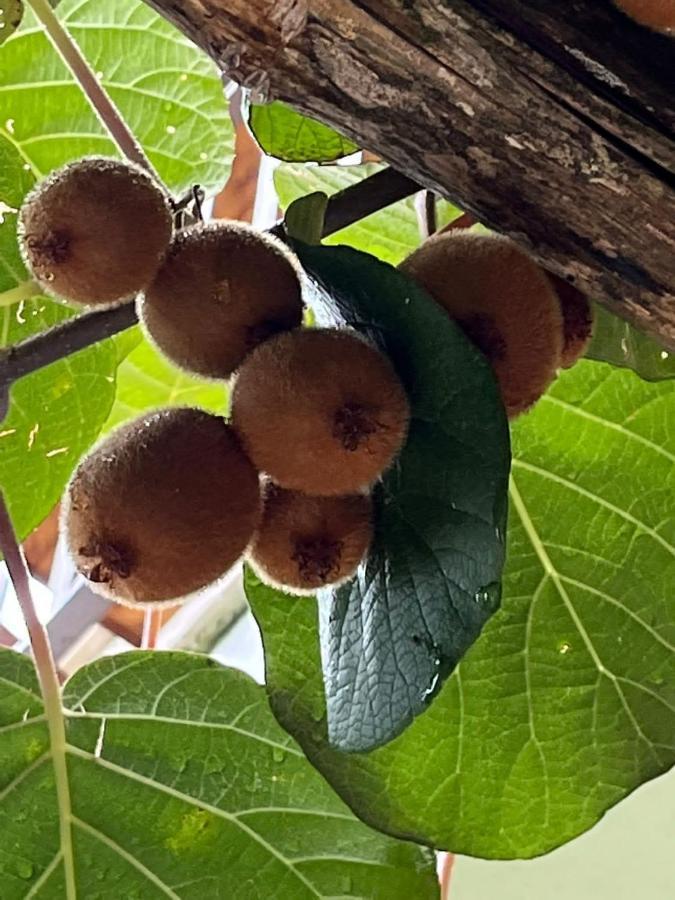 Orrido Di Pino Agerola